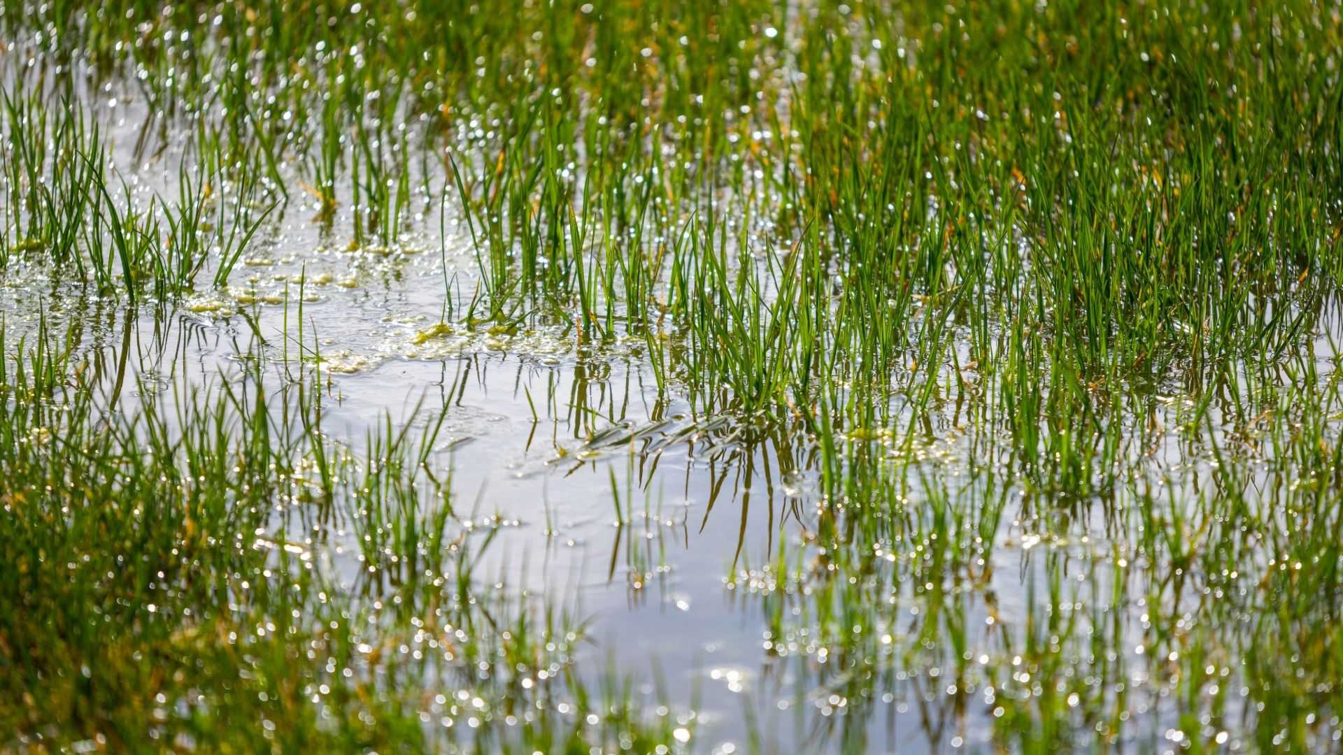 Standing water pooled over grass, reflecting sunlight—an ideal breeding ground for mosquitoes.